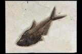 Fossil Fish (Diplomystus) - Wyoming #163424-2